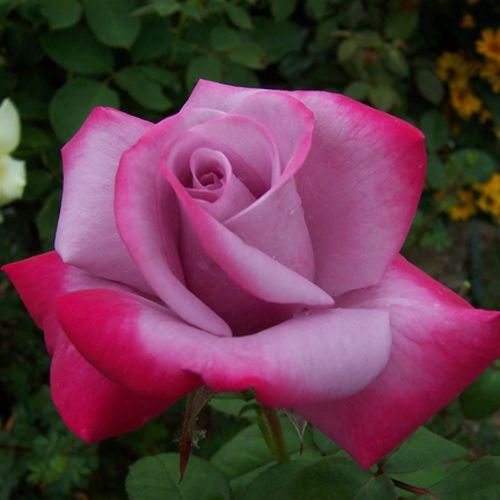 Rosa Burning Sky™ - purpuriu - roșu - Trandafir copac cu trunchi înalt - cu flori teahibrid - coroană dreaptă
